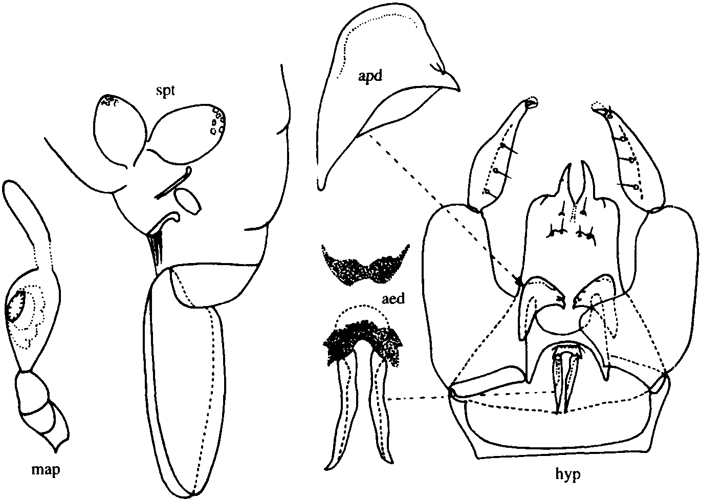 4.双钩细蠓